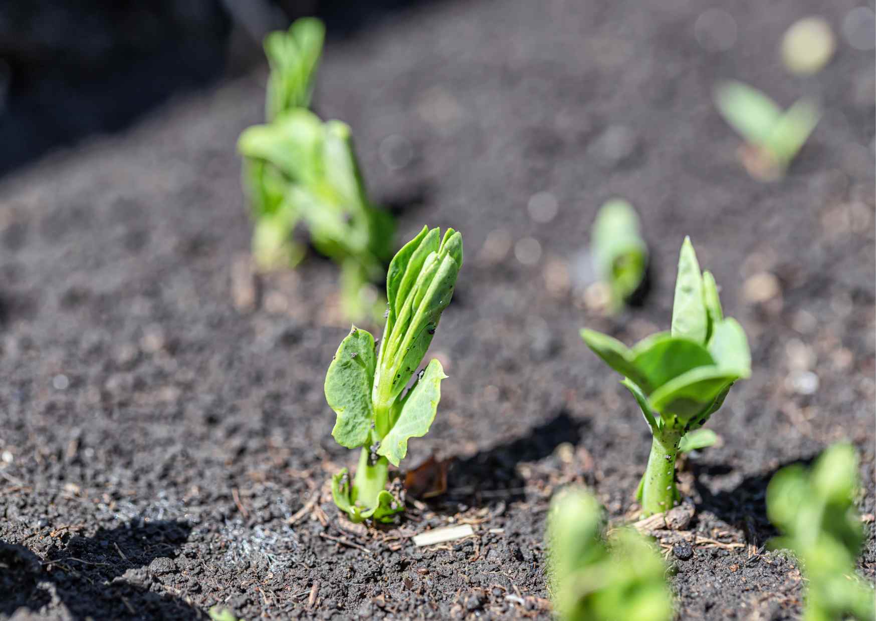 Changing Nutritional Value: The Decline of Minerals and Vitamins in Vegetables