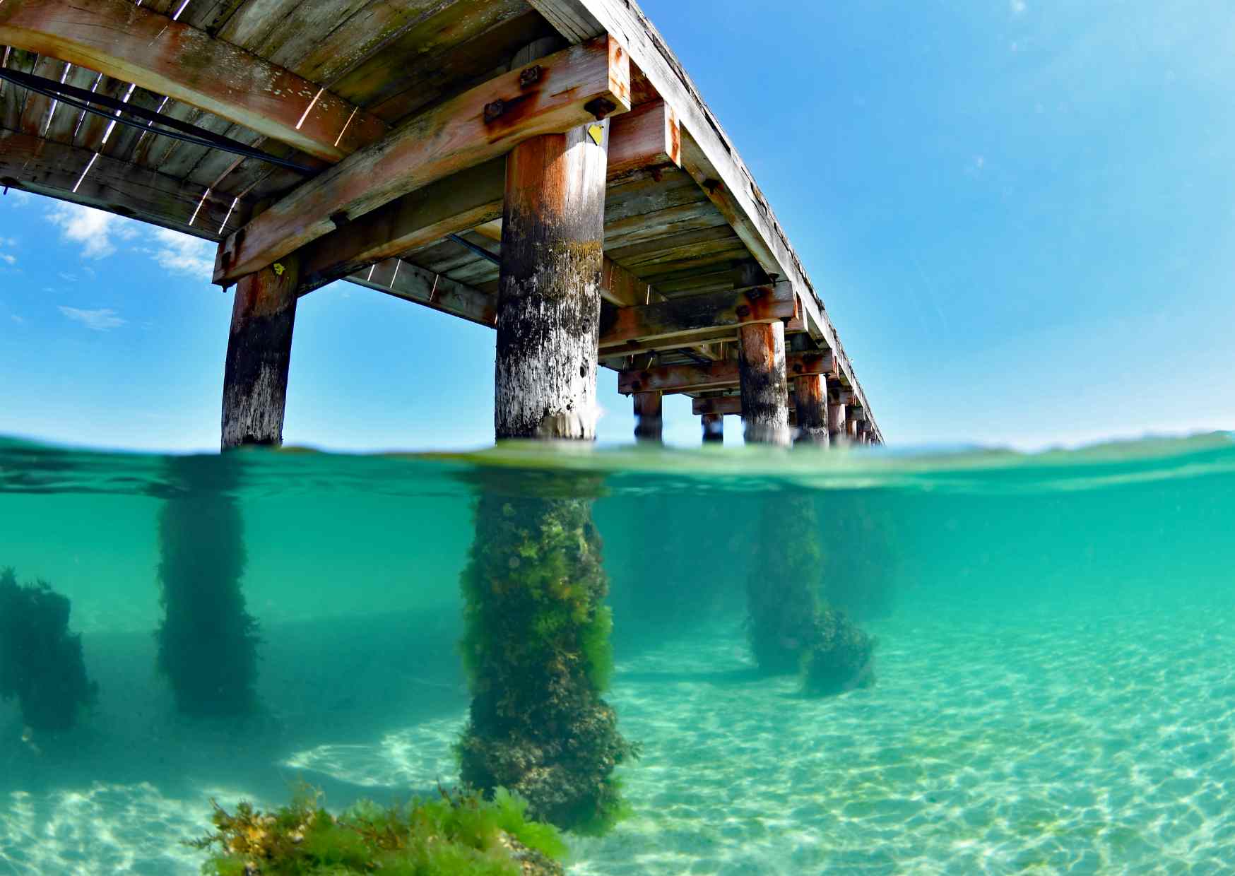 Australia Fights Back Against Sea Urchins with Seaweed Restoration Efforts