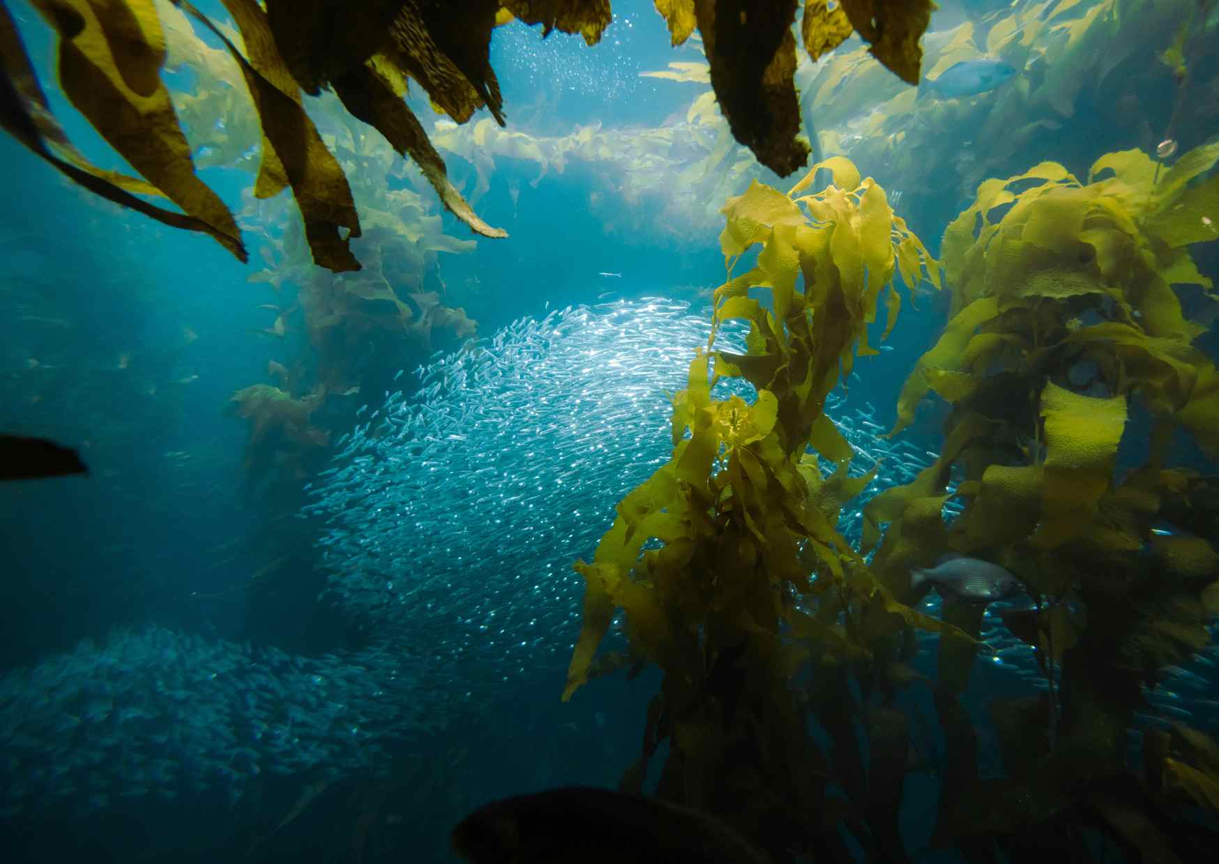 Marine Polysaccharides is the Future of Functional Ingredients