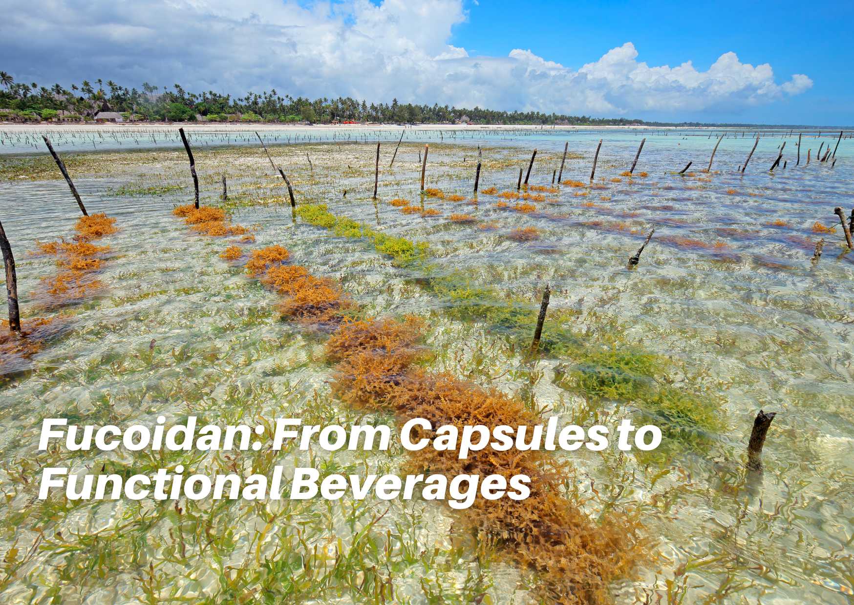 How Fucoidan Fits into Modern Supplement Formats