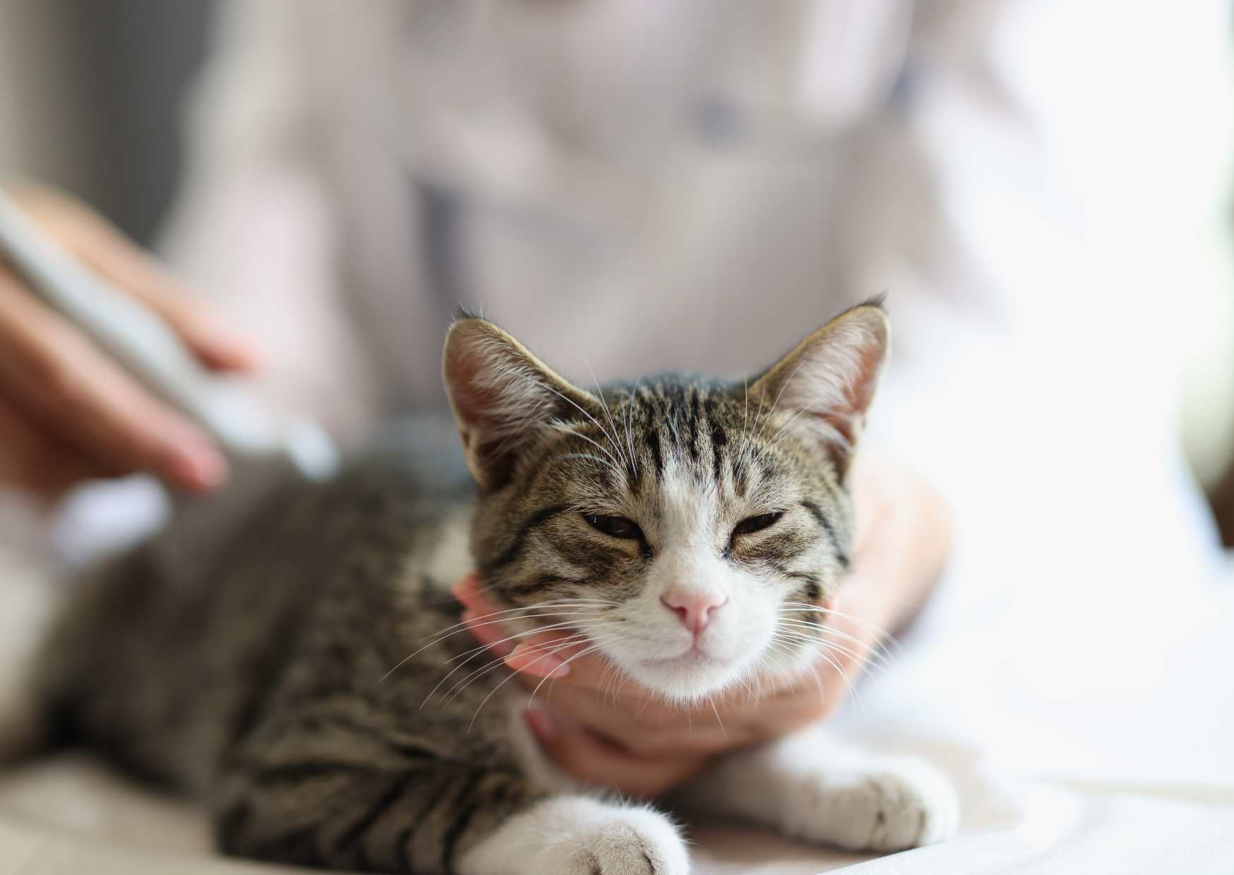 Kidney Disease Myths Debunked by a Veterinarian!  Must-Know Q&As for Pet Parents (Part 1)