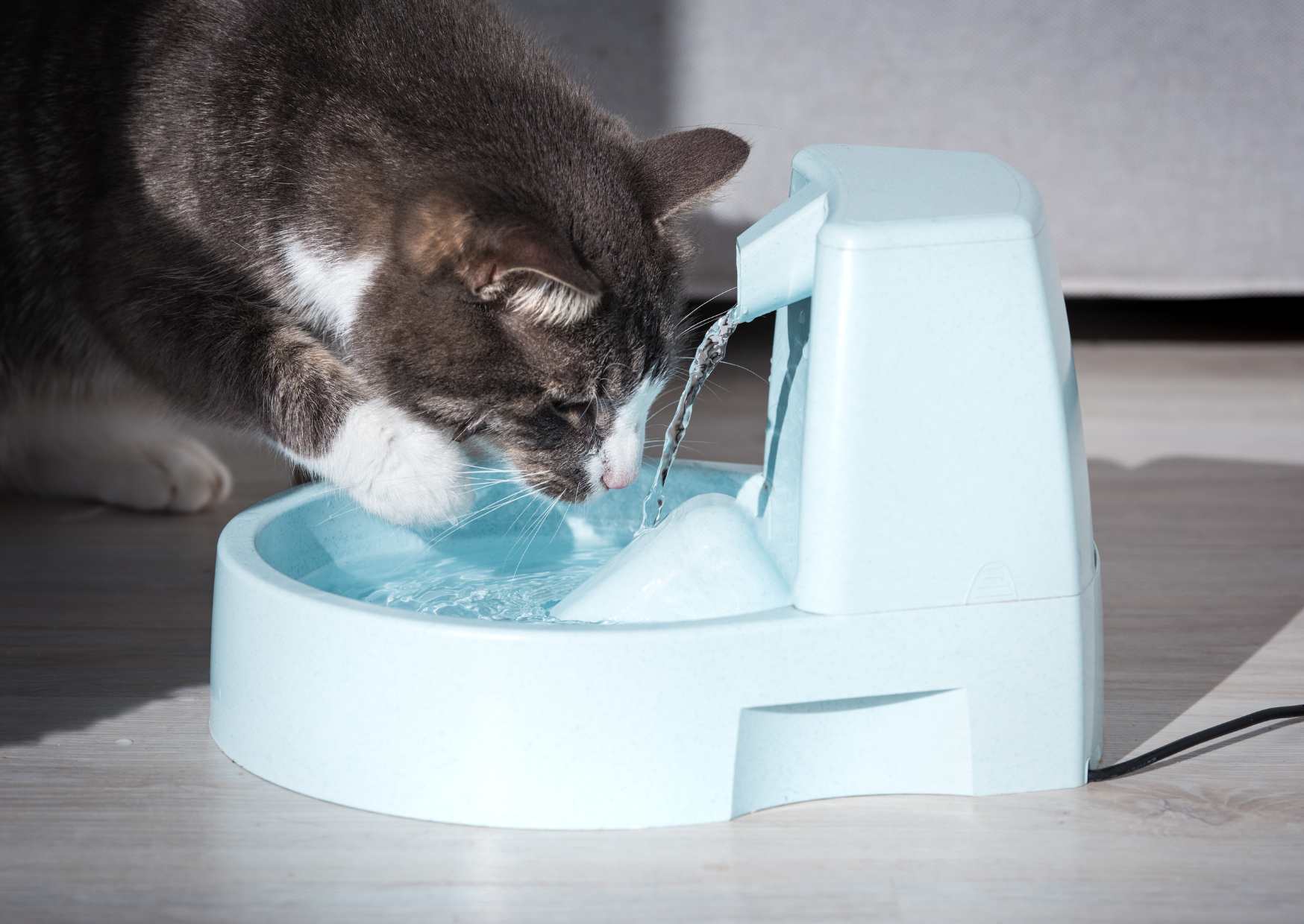 Kidney Disease Myths Debunked by a Veterinarian! 9 Must-Know Q&As for Pet Parents (Part 2)