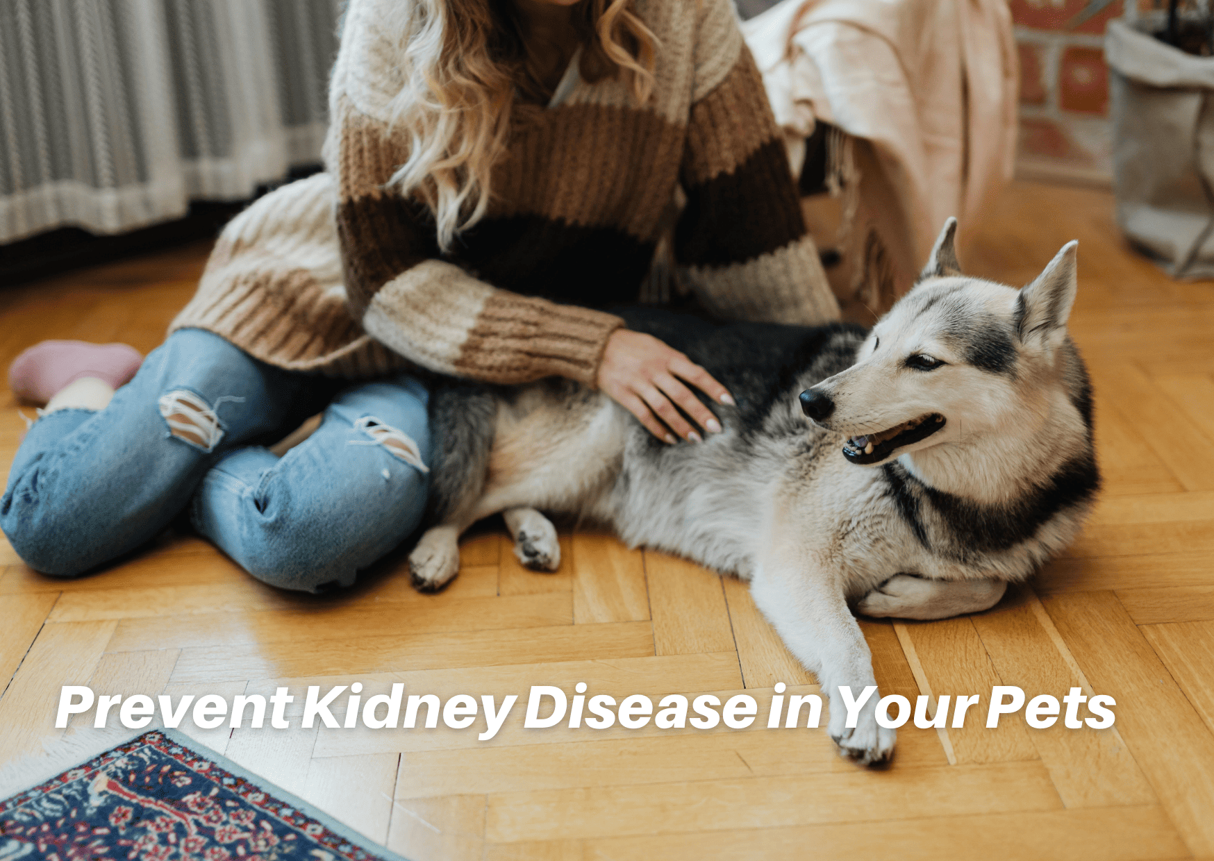 Does Winter Harm the Pets' Kidneys?