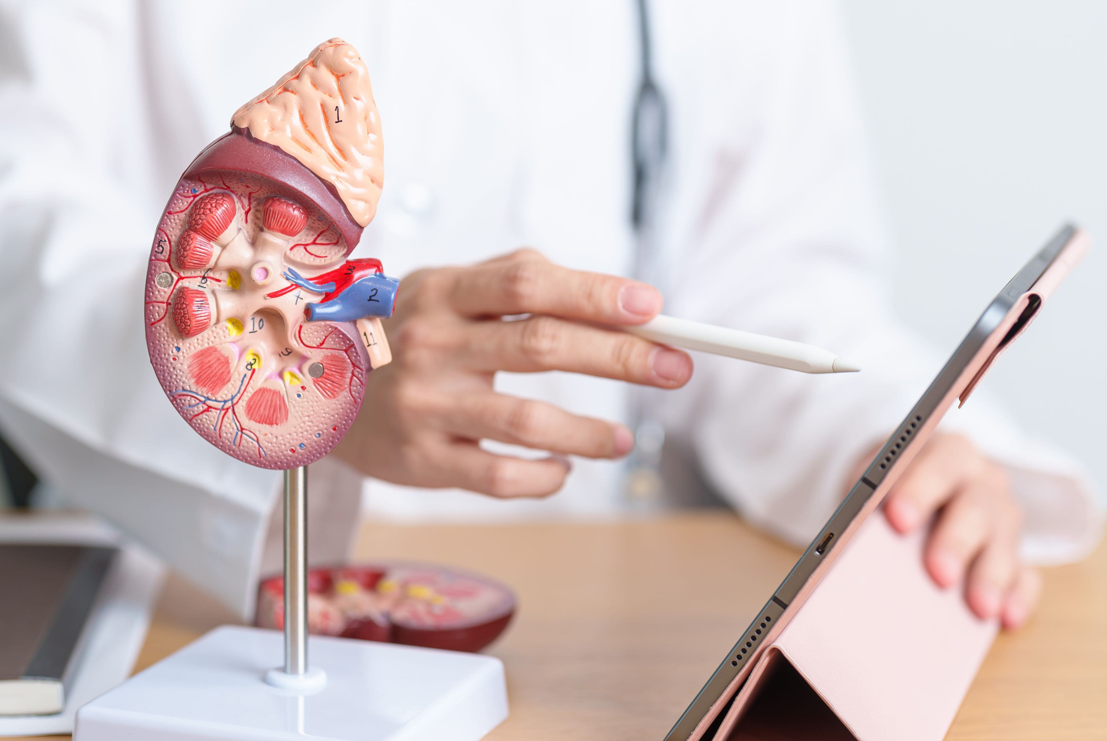 How Oligo-Fucoidan Supports Kidney Wellness