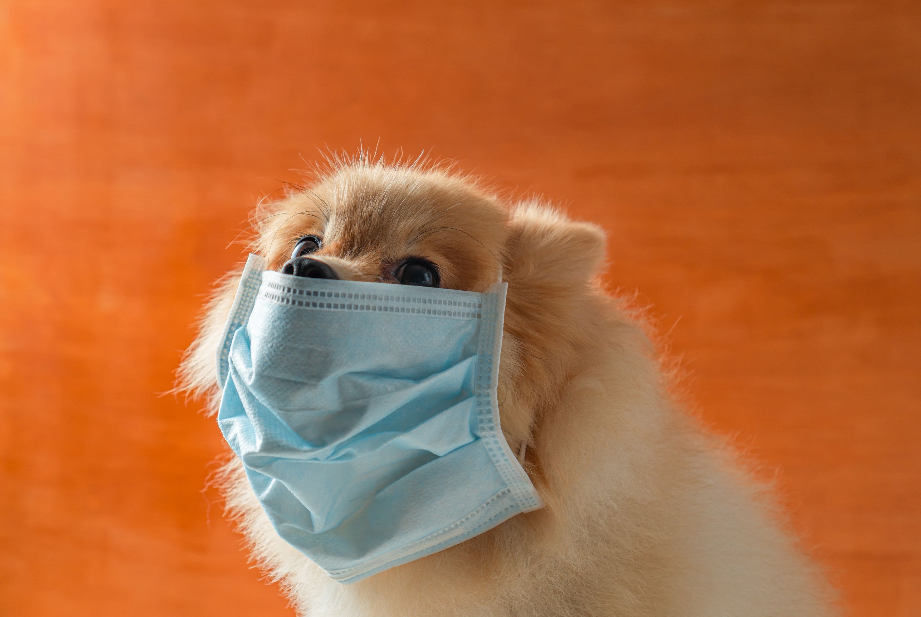 Don’t Ignore Your Dog’s Cough! Veterinarians Reveal 5 Major Causes