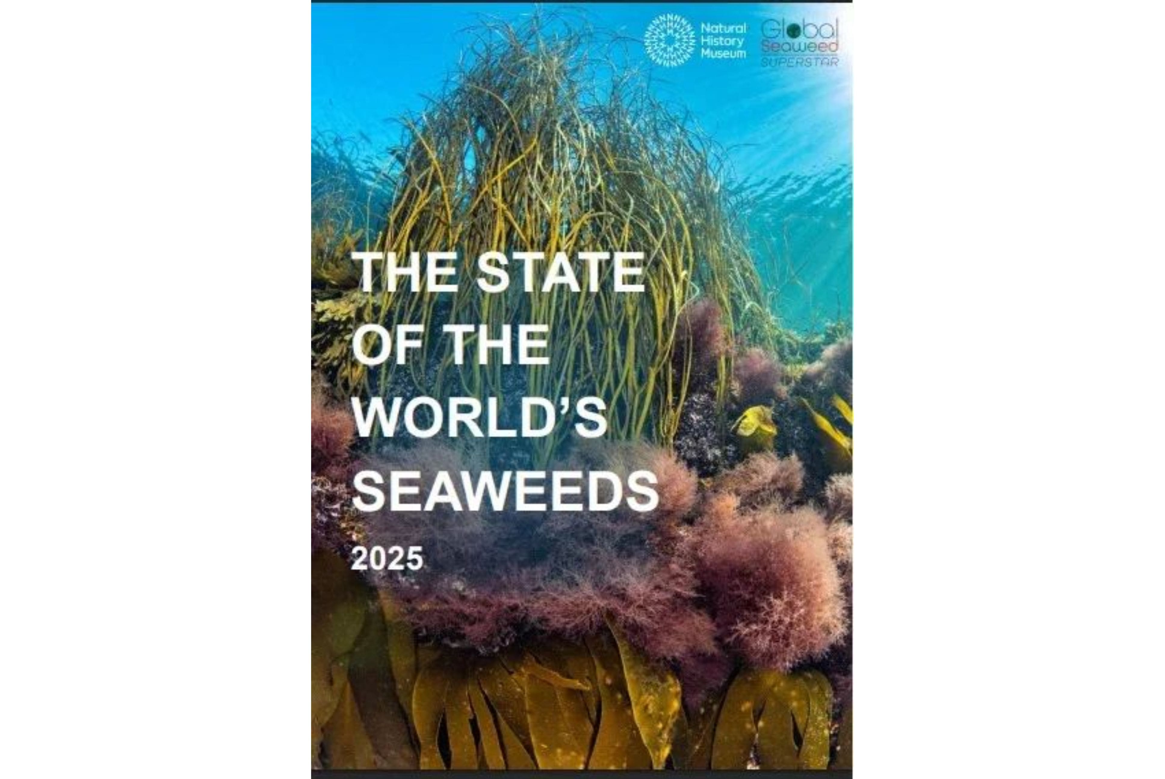 Foundation of Marine Function: Global Seaweed Report 2025 Released, Scientists Call for "Seaweed Breakthrough"