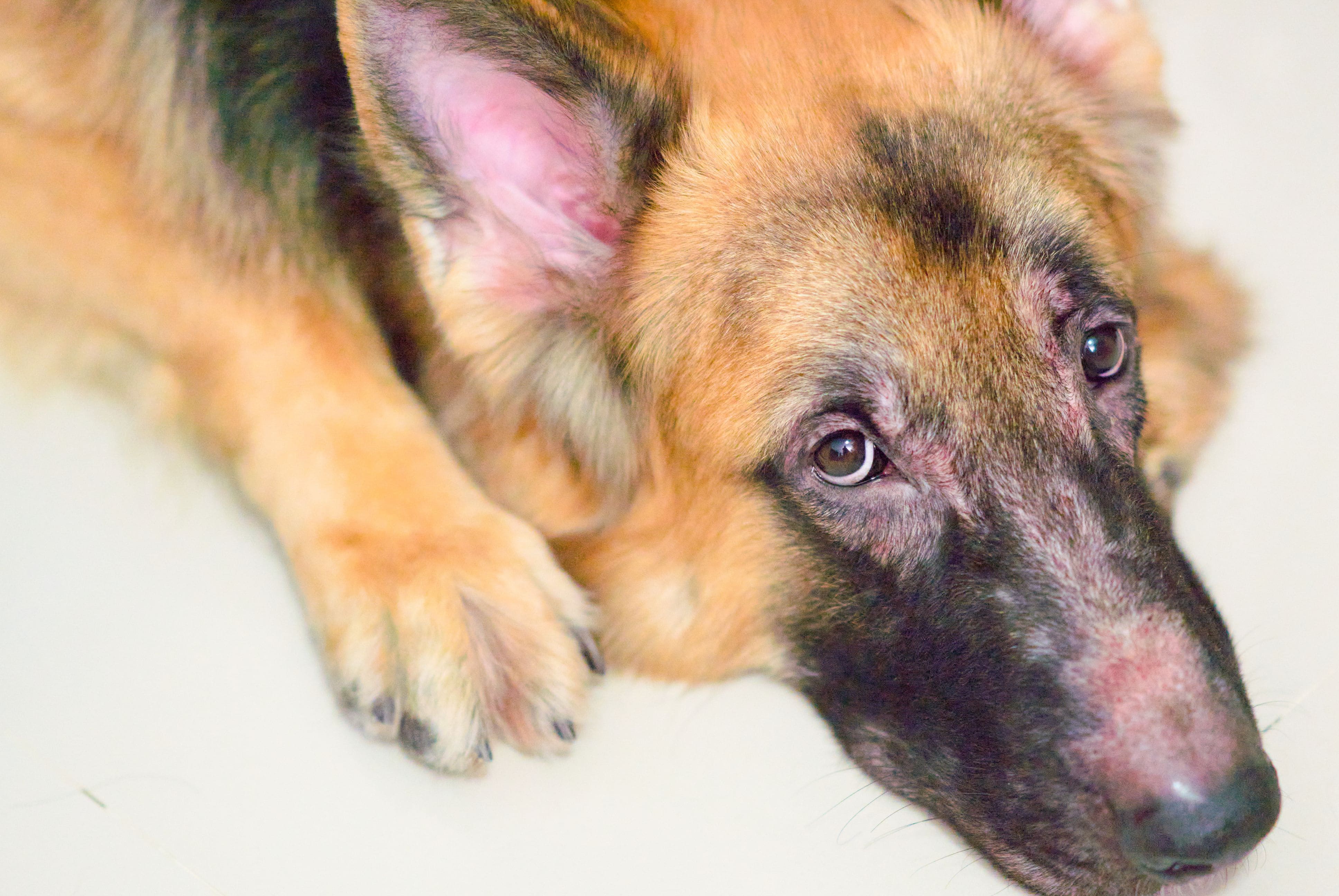 Why Do Dogs Keep Scratching? Dr. Chen Explains Daily Skin Care for Your Pets