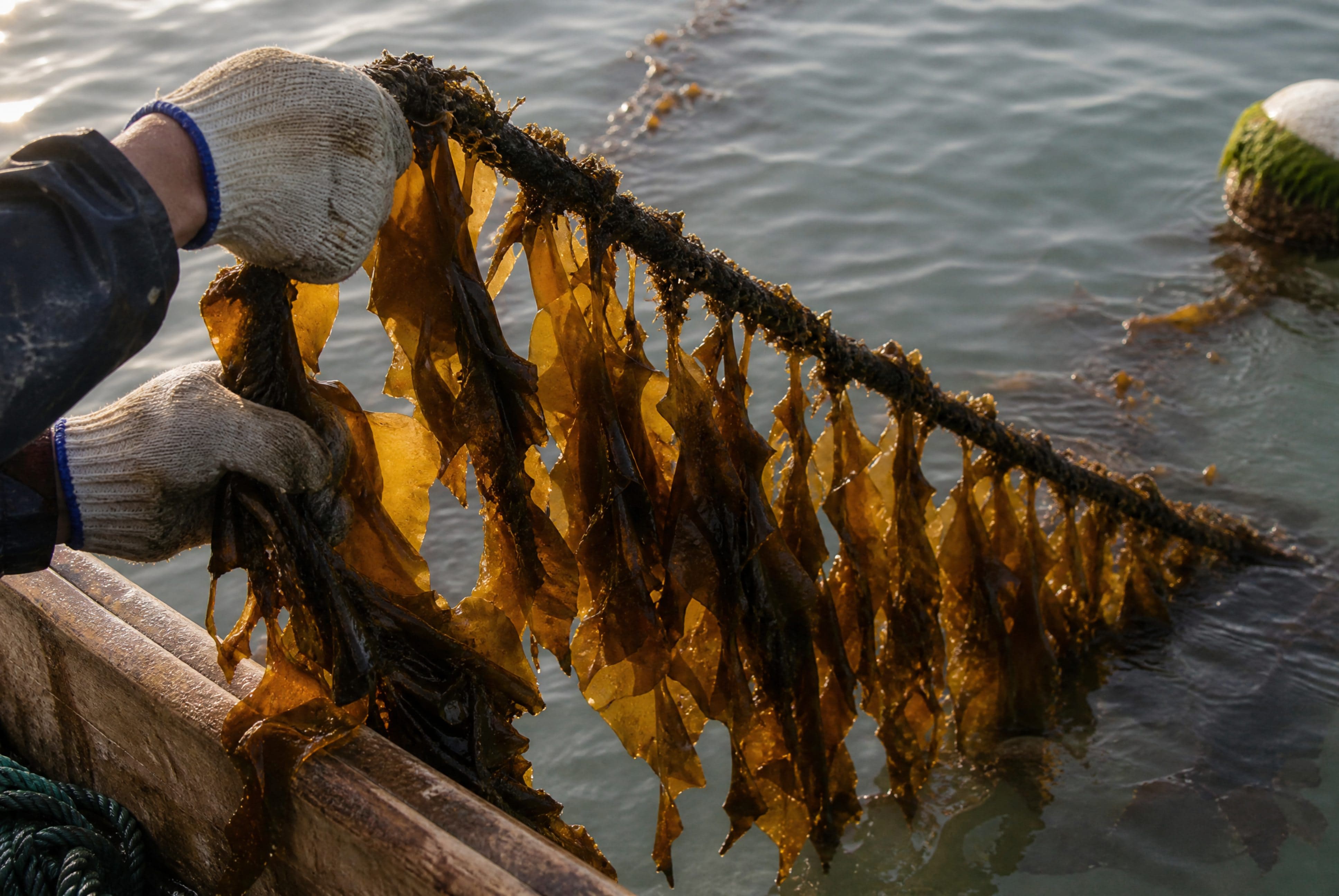 Why Species Matters: The Science Behind Choosing Laminaria japonica as a Premium Fucoidan Source