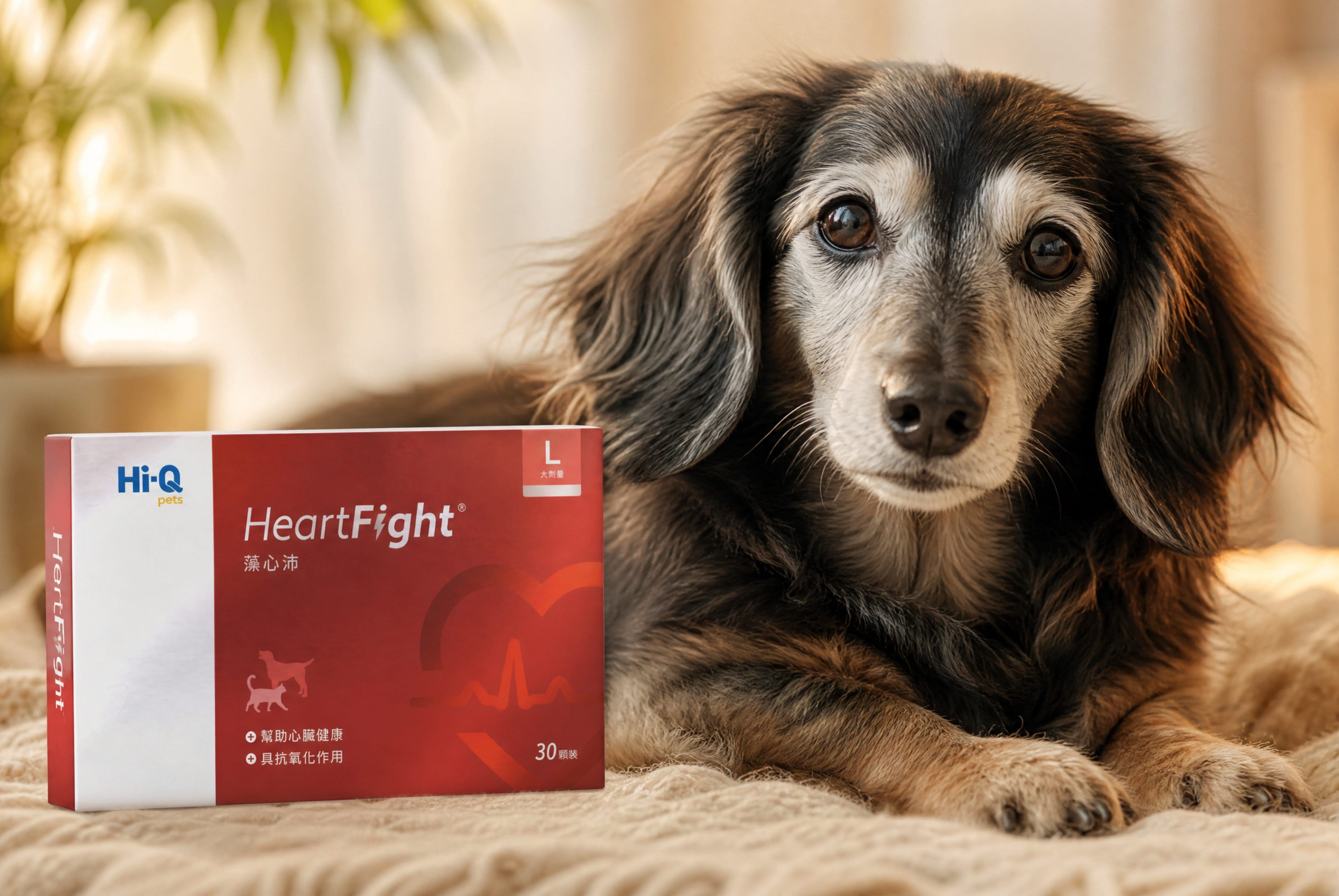 Aging Hearts: How Fucoidan & Fucoxanthin Are Helping Senior Pets Stay Strong