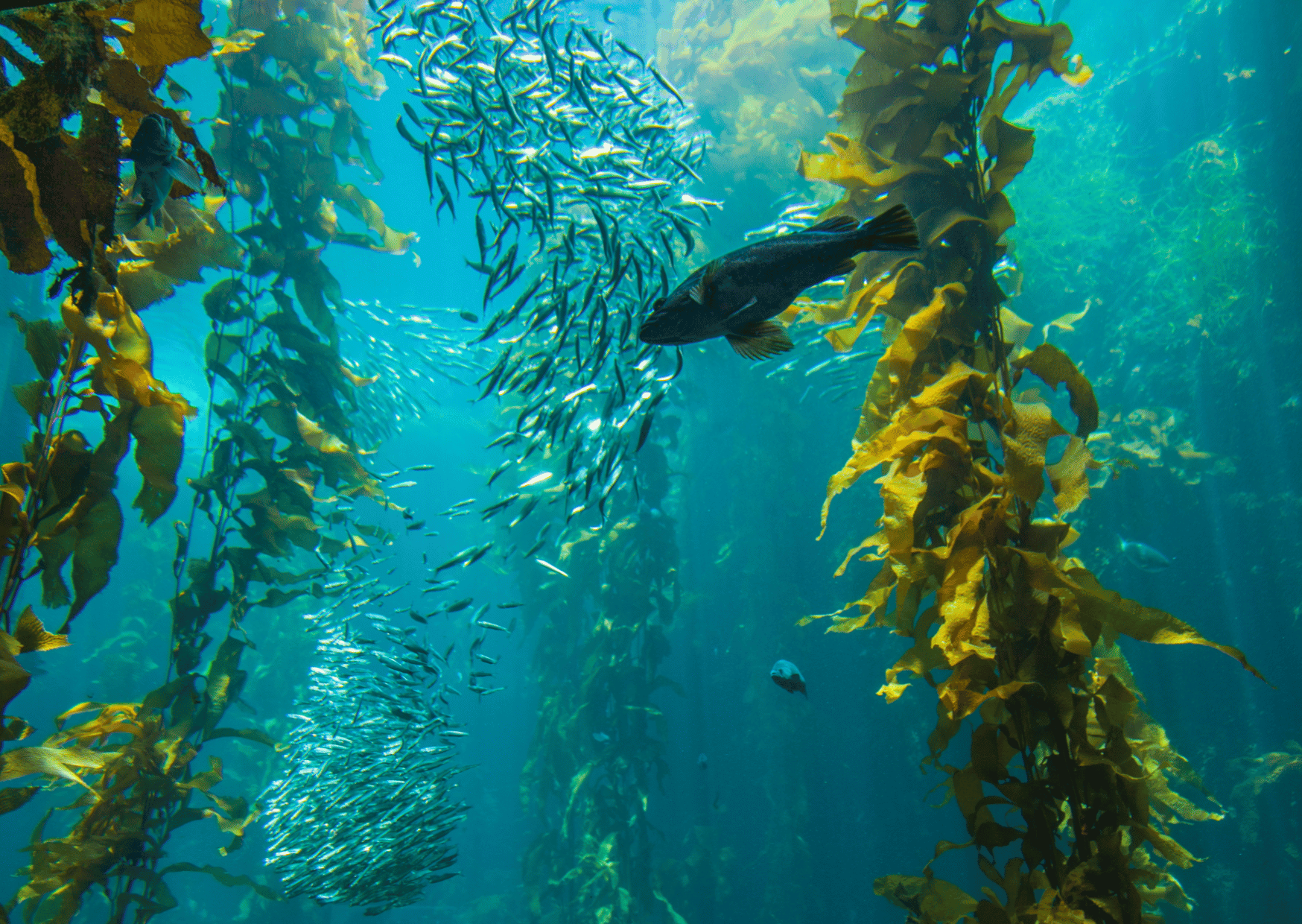 Kelp Benefits for Prostate Health?