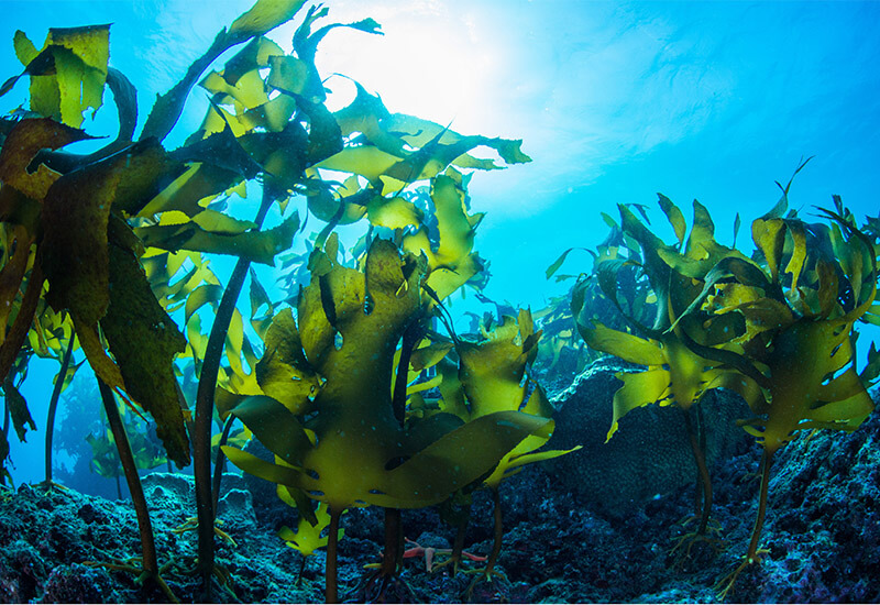 The Environmental and Economic Benefits of Cultivating Seaweed